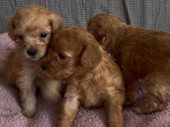 Pui Poodle miniature (Poodle Pitic)