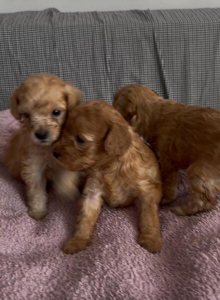 Pui Poodle miniature (Poodle Pitic)