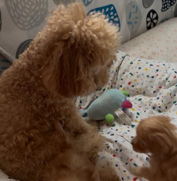 Pui Poodle miniature (Poodle Pitic)