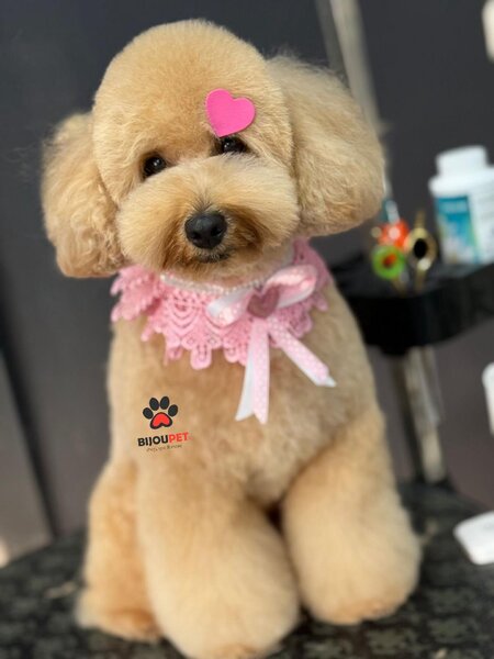 Pui Poodle miniature (Poodle Pitic)
