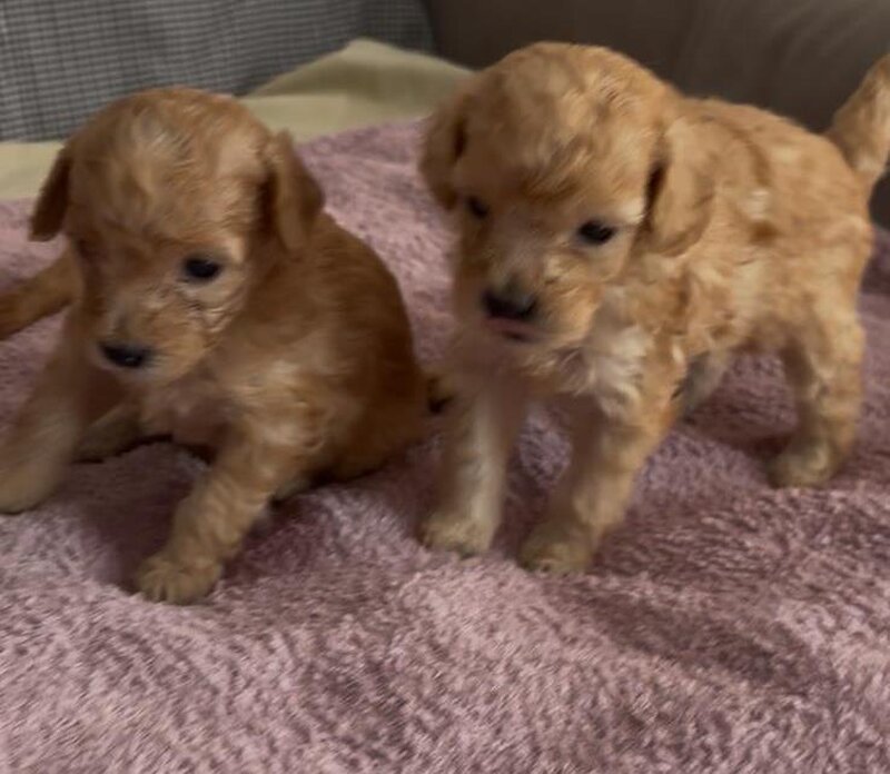 Pui Poodle miniature (Poodle Pitic)
