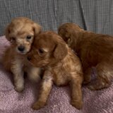 Pui Poodle miniature (Poodle Pitic)