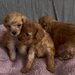 Pui Poodle miniature (Poodle Pitic)