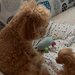 Pui Poodle miniature (Poodle Pitic)