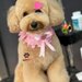 Pui Poodle miniature (Poodle Pitic)