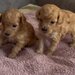 Pui Poodle miniature (Poodle Pitic)